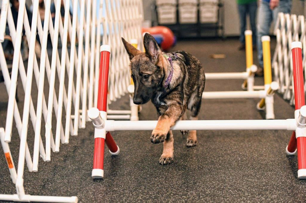 puppy jumps over agility gates during training class