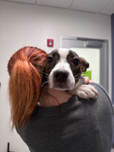 woman with red hair hugs and comforts a large brown and white lost and found puppy