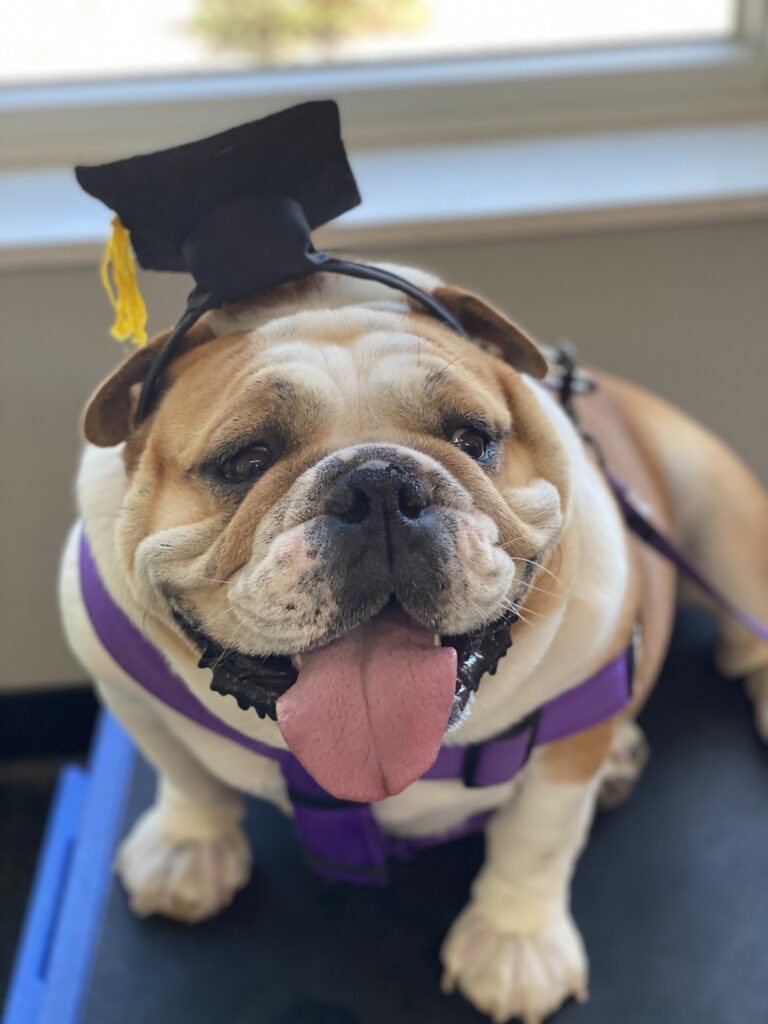 large bull dog wears a tiny graduation hat