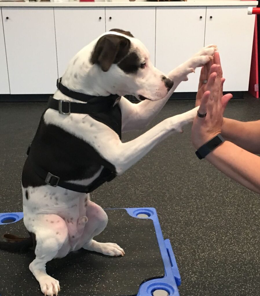 white and black dog high fives owner with his paws during a training class