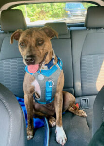 brown dog in blue harness sits in car