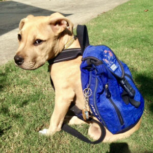 tan puppy wearing a blue backpack sits in the grass