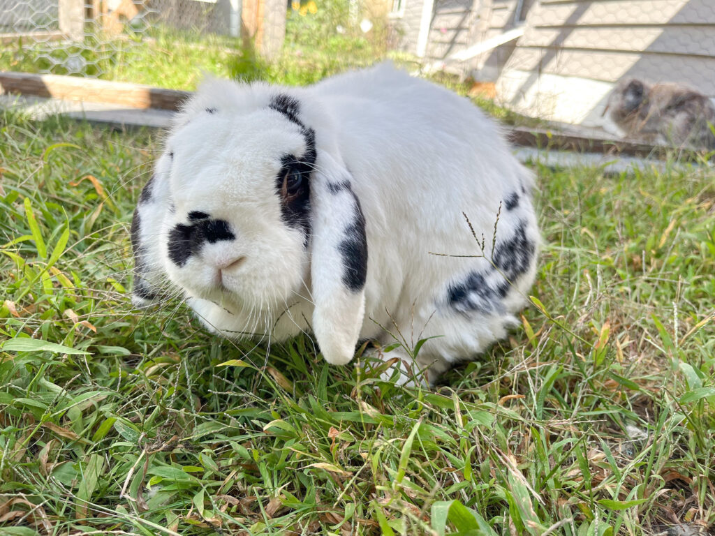 white and black floppy eared rabbit sits in the grass