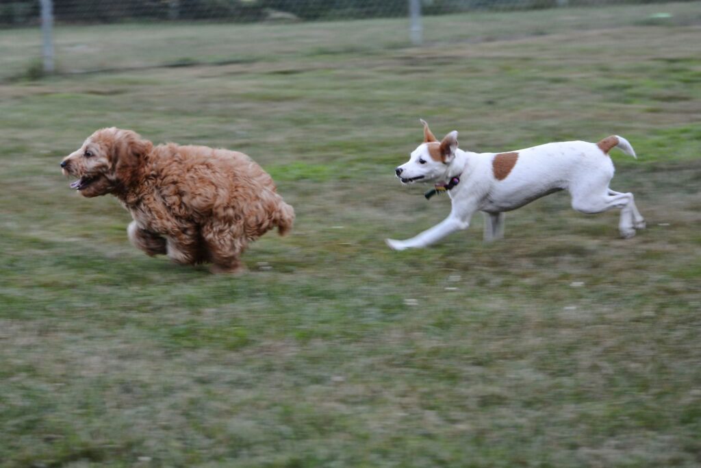 a white dog playfully chases a brown dog in a field