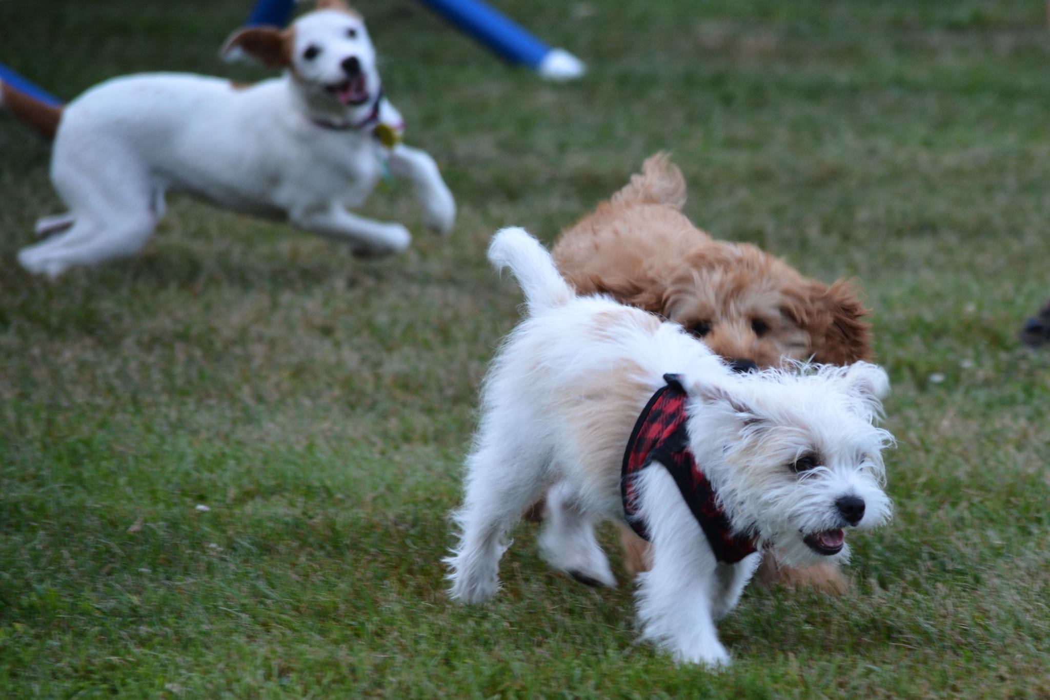 three small young dogs run around and play in a grassy field