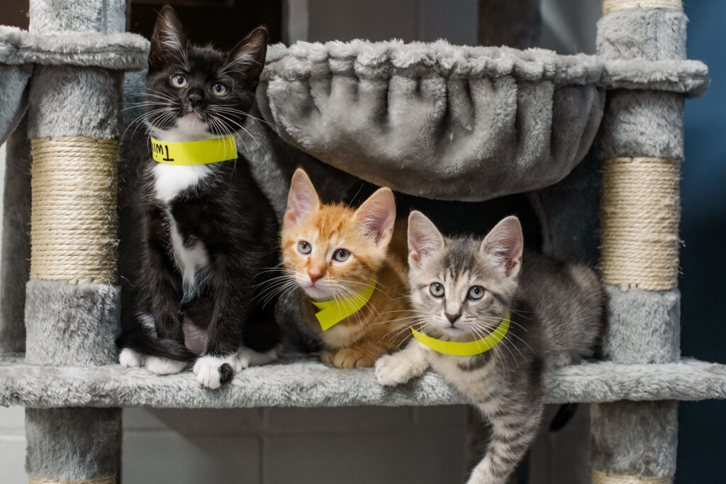 three kittens in yellow collars perch on cat tree