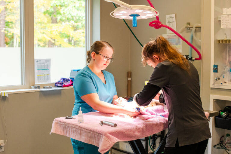 veterinary staff prep a cat for surgery in aws community veterinary clinic