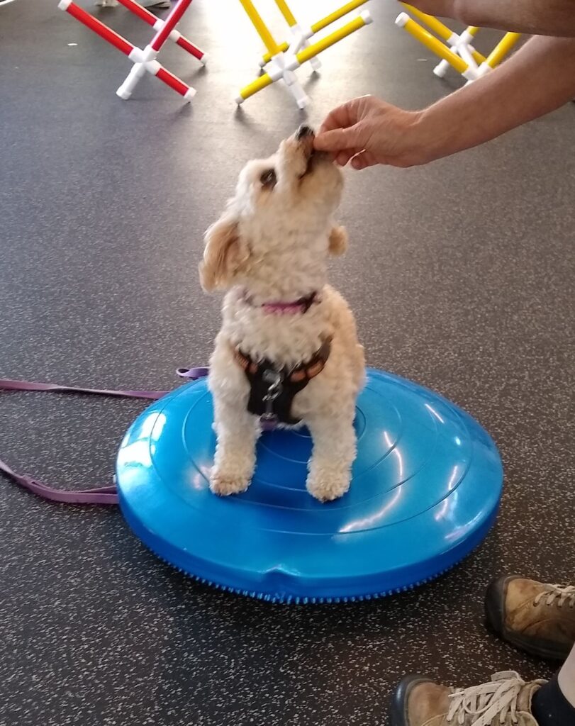 small white dog receives a treat during training class