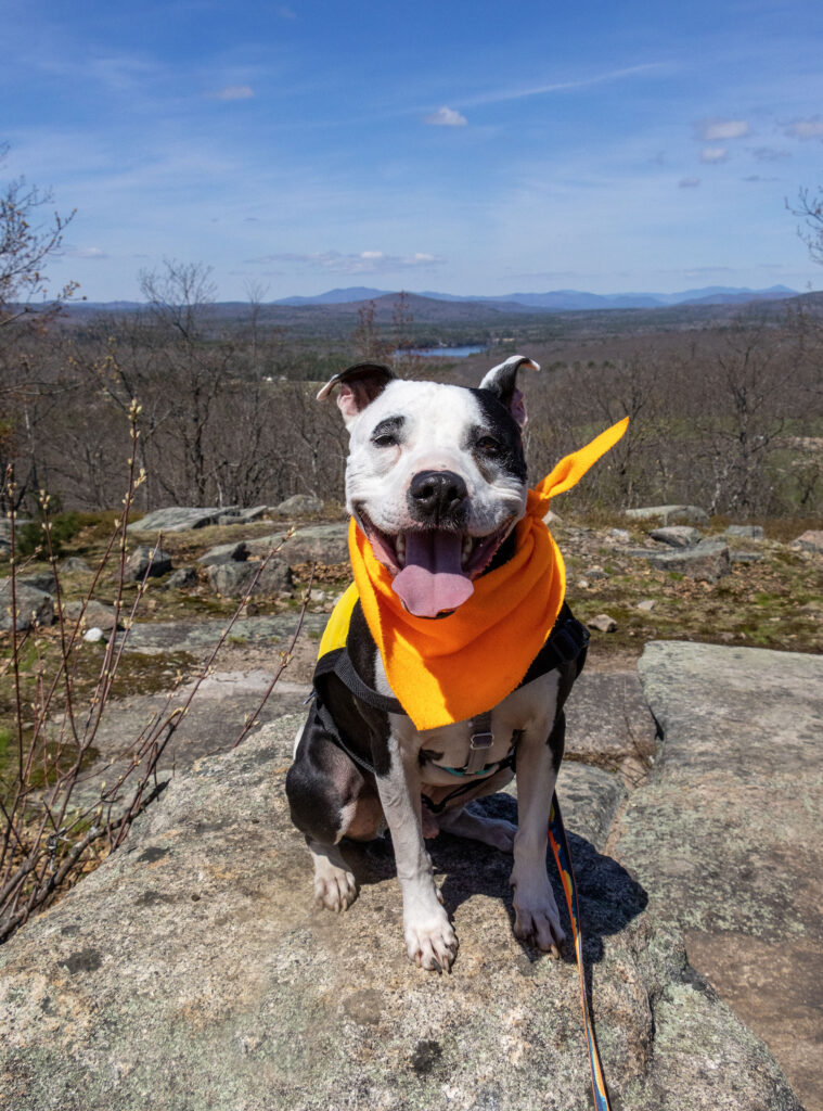 white and black dog in a blaze orange bandana smiles at the top of a rocky mountain