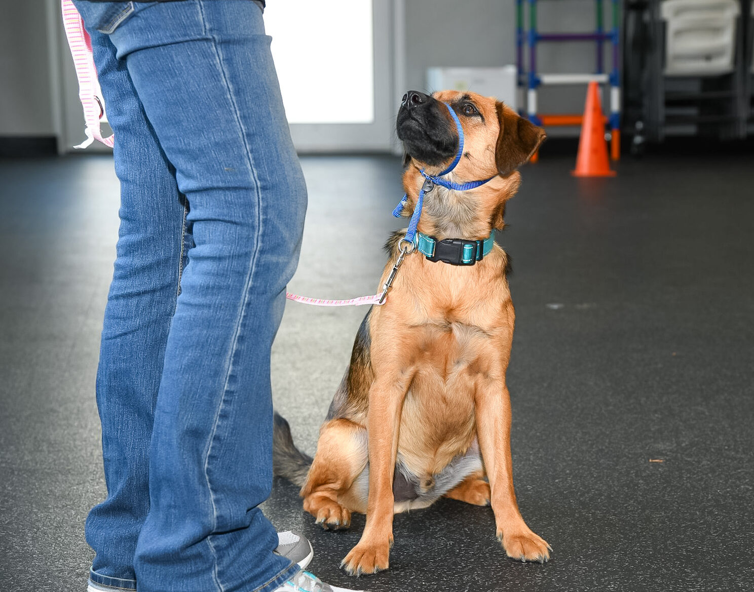 OneonOne Training Animal Welfare Society Kennebunk, Maine