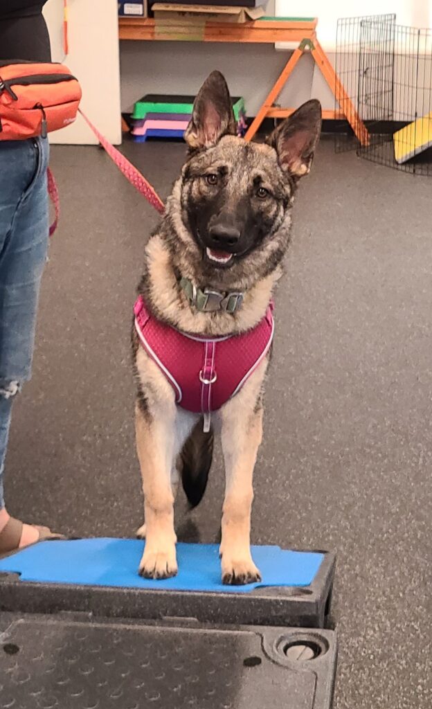 large brown puppy pauses during with completing an agility course