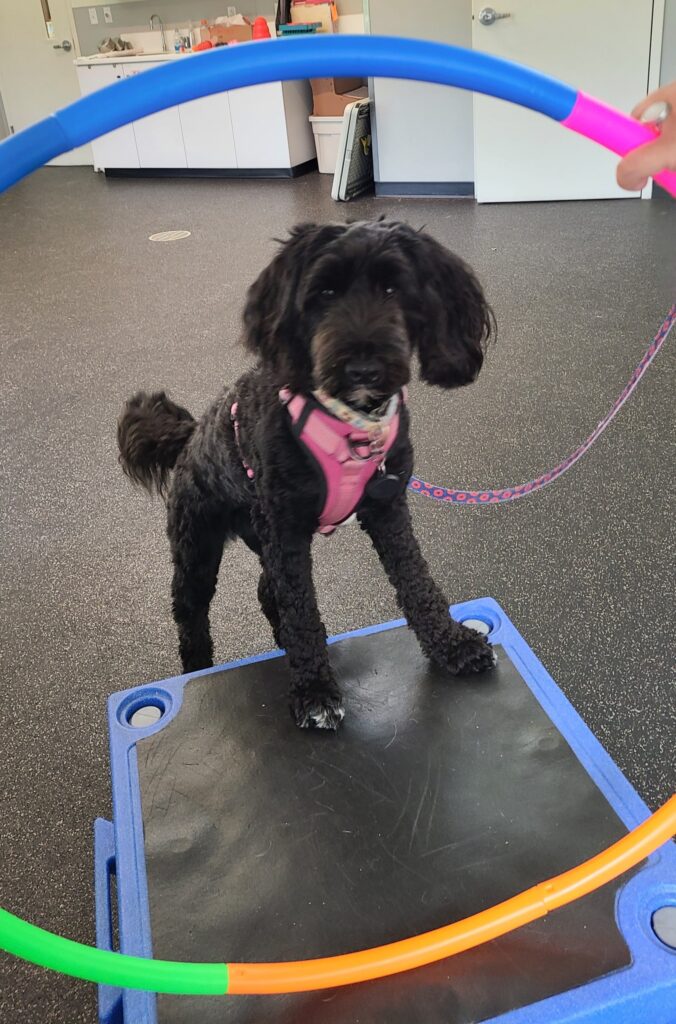 small brown dog prepares to jump through a hula hoop in training class