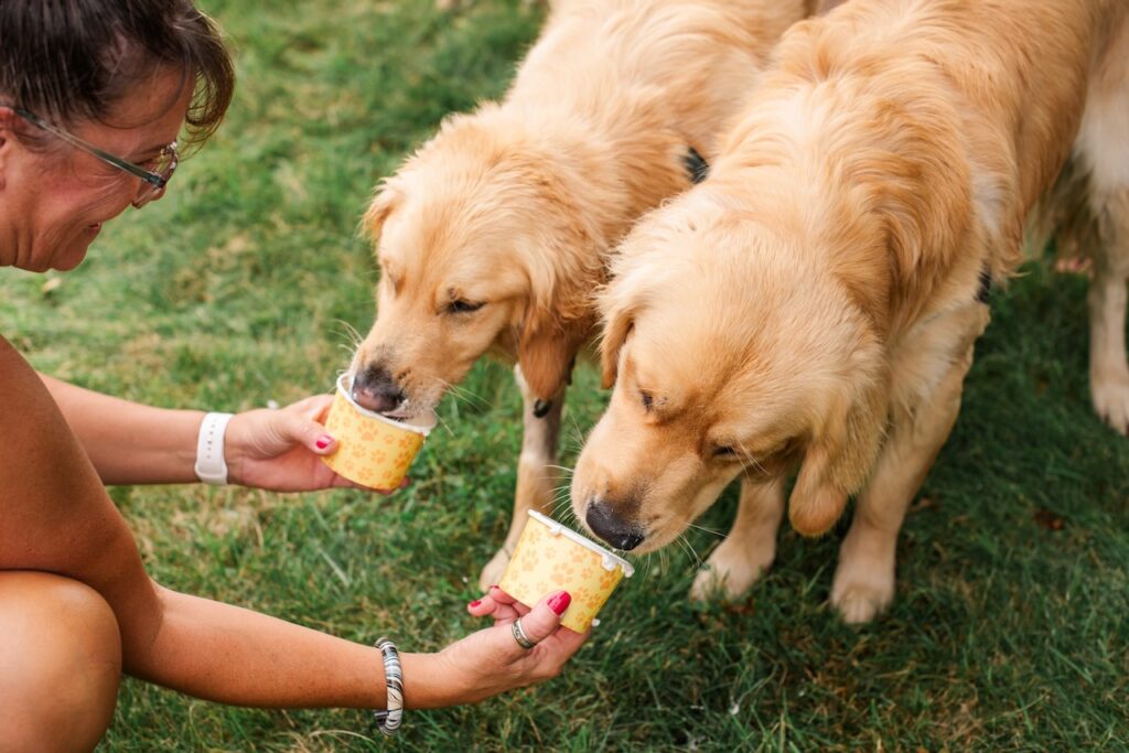 two golden retrievers eat ice cream from yellow cups at Woofstock Festival