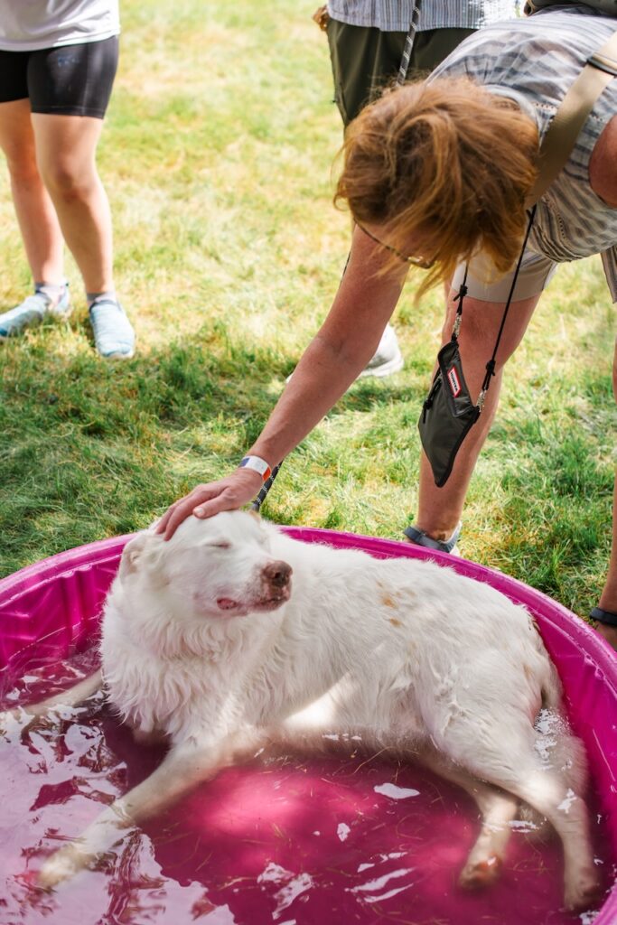 white dog cools off in pink kiddy pool filled with water at Woofstock Festival