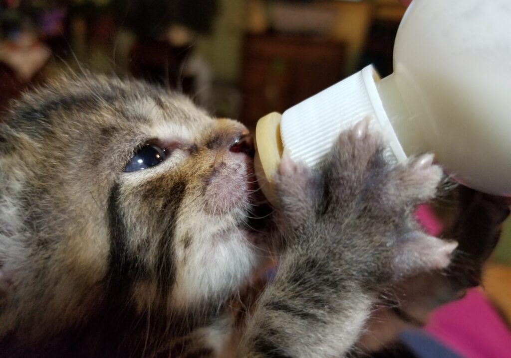 small brown kitten holds milk bottle