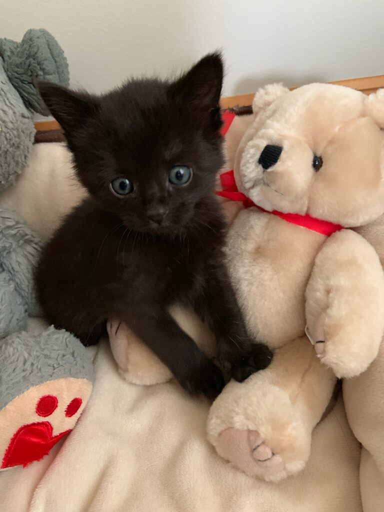 small black foster kitten sits amongst stuffed animals