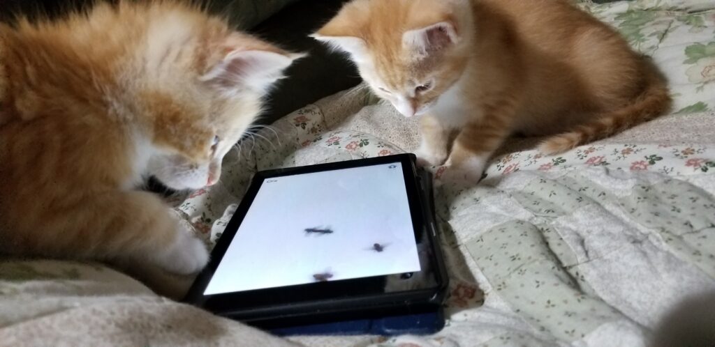 two orange kittens watch fake fish on a tablet computer