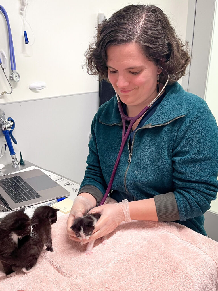 veterinarian examining a small kitten