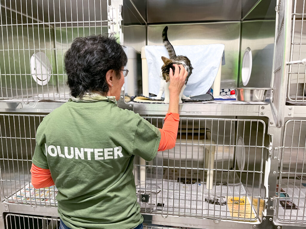 woman in green shirt with volunteer written on the back stands by a cat kennel petting an adoptable cat