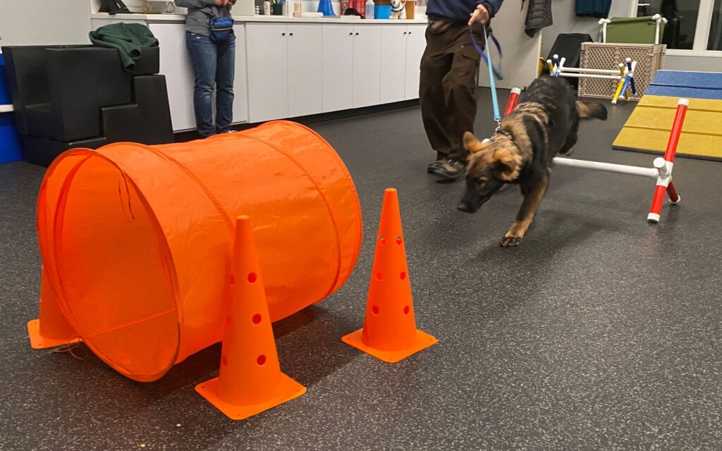 man leads dog through indoor agility course