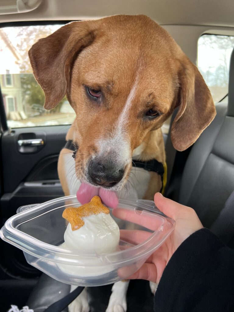 brown dog licks a milkbone hidden in ice cream