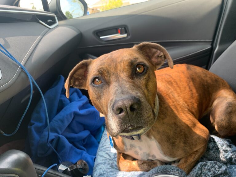 brown dog sits in a car