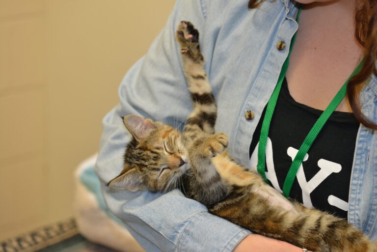 kitten sleeps stretched out in woman's arms