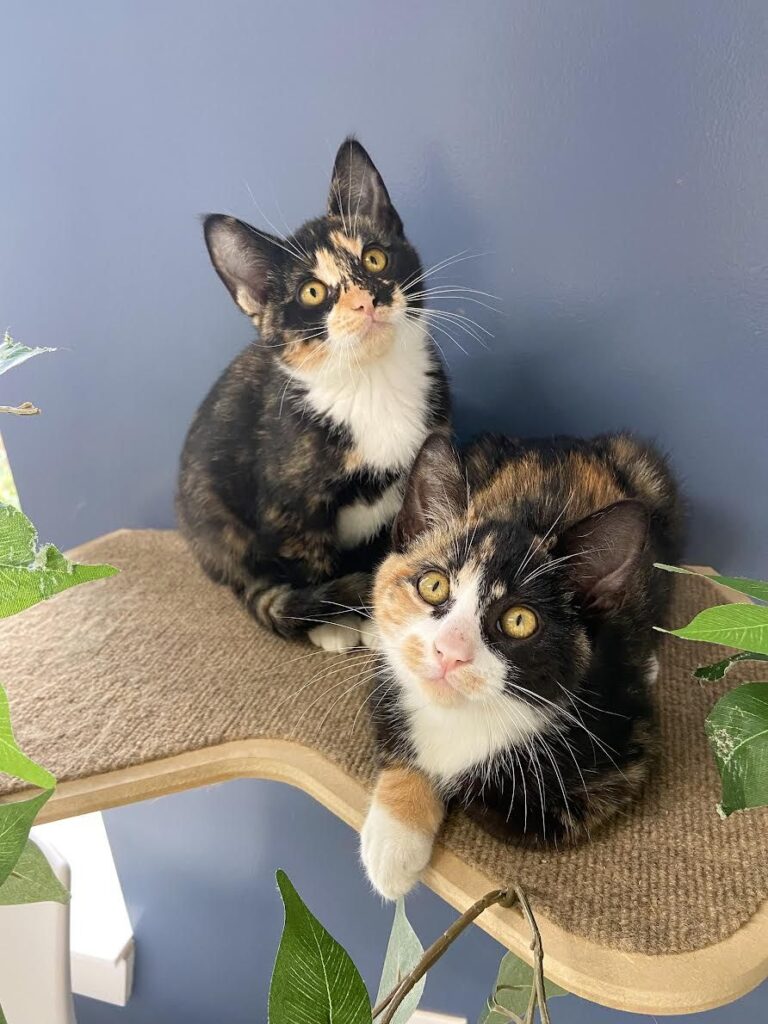 two tortoiseshell cats sit together in front of a blue wall