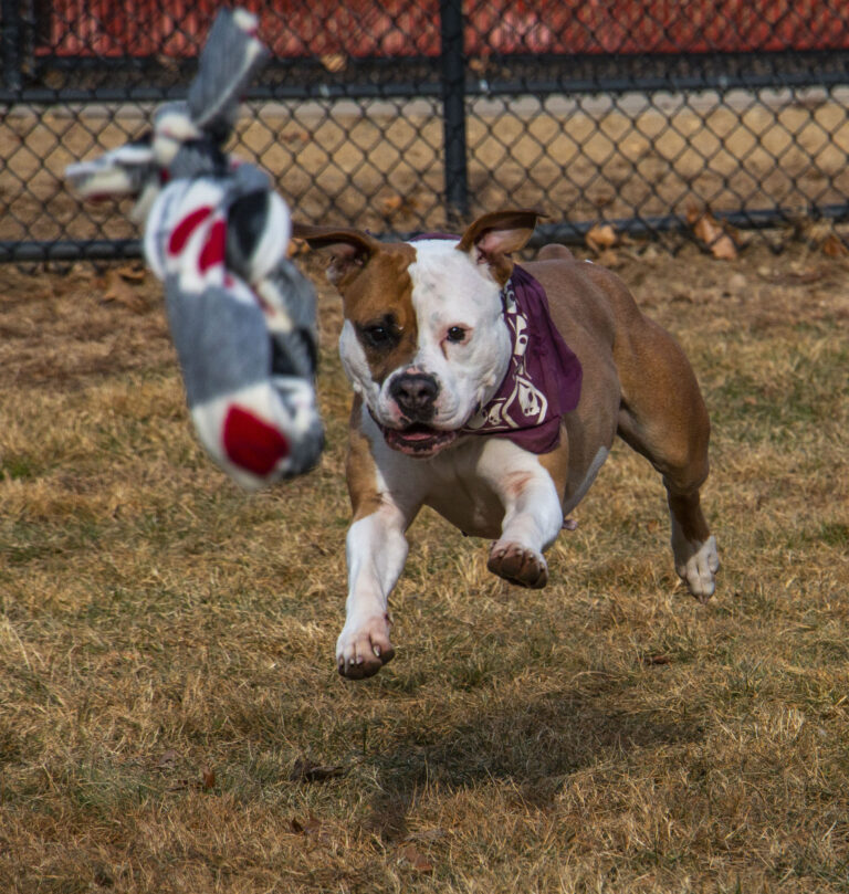 brown and white dog runs towards a thrown toy in a grassy field
