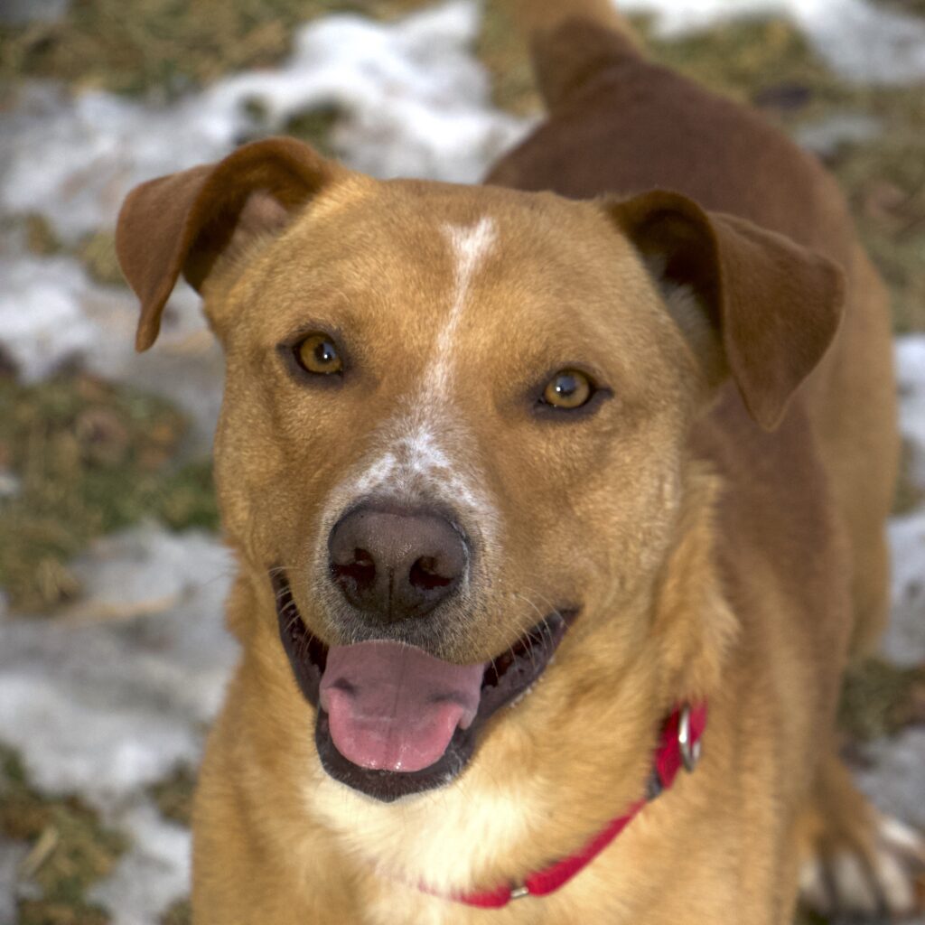 a tan dog in a red collar stands in a field of melting snow