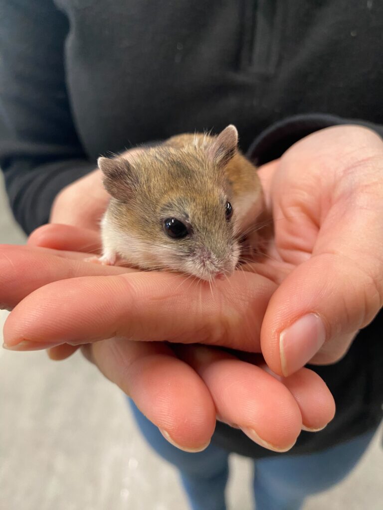 a person holds a pet gerbil in their hands