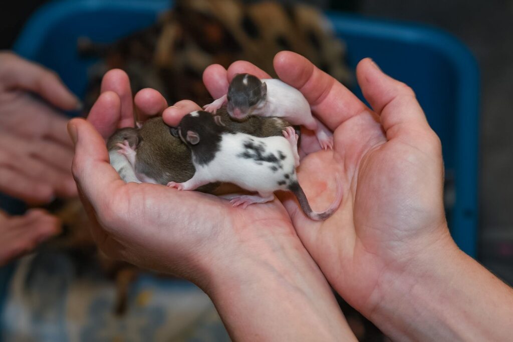 a person holds 5 baby rats in cupped hands