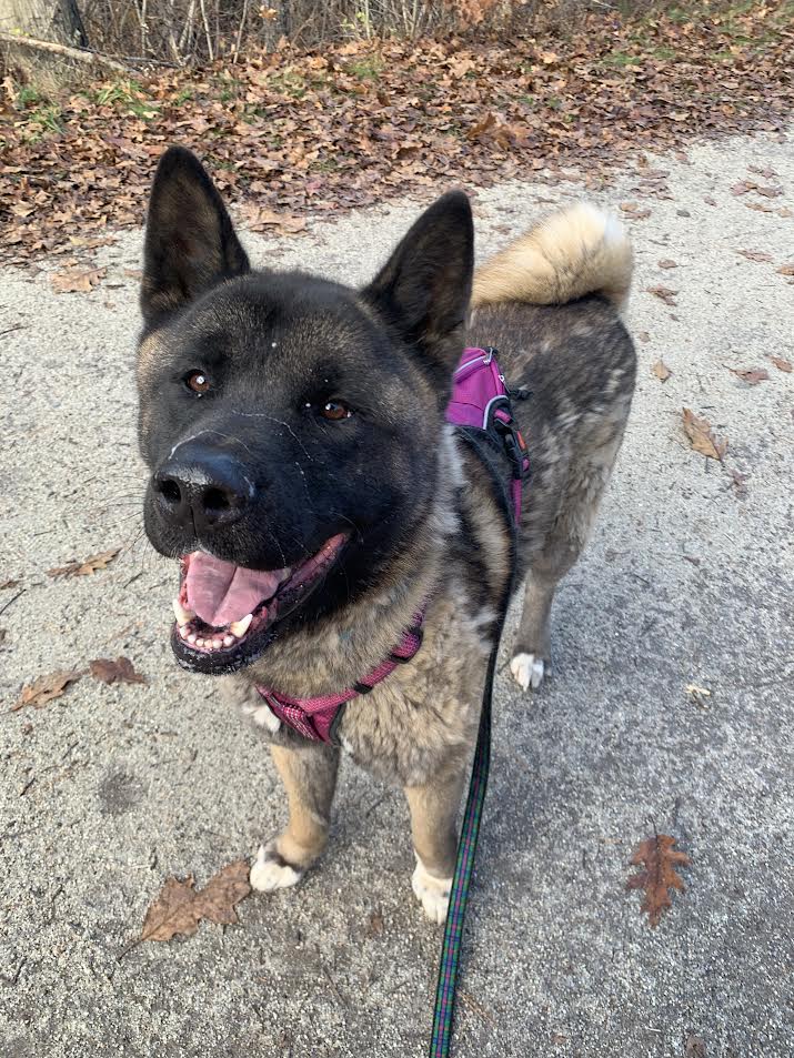 A large, fluffy dog with black face smiles at the camera while on a walk.