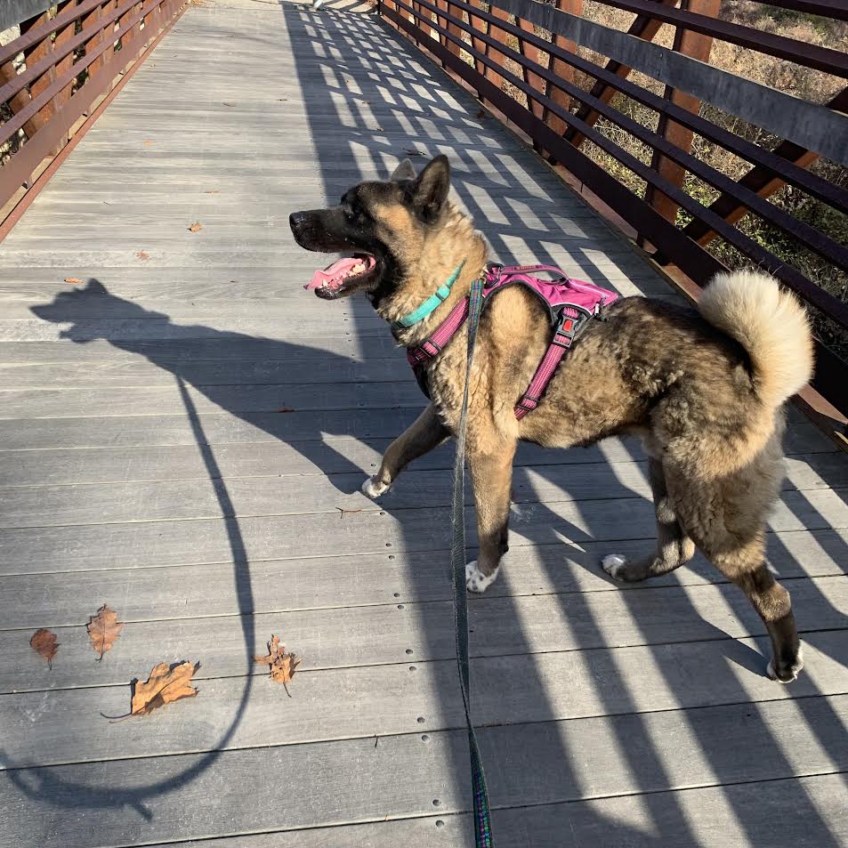 A large, fluffy dog with curly tail walks happily down a bridge during autumn.