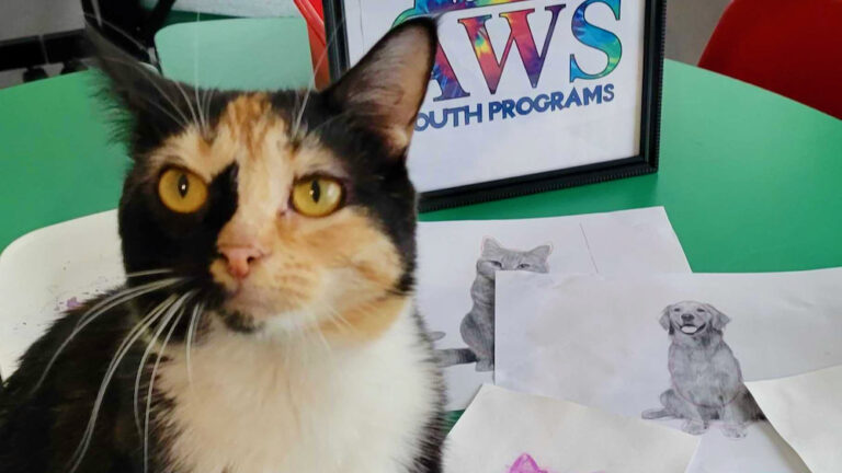 A close-up for a calico cat in front of an AWS Youth Programs sign.