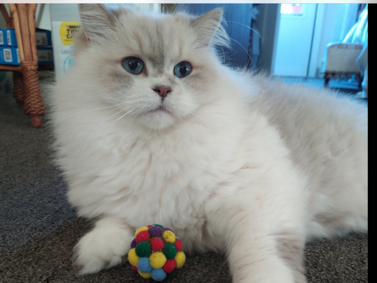 Close-up of white, fluffy cat with large blue eyes.