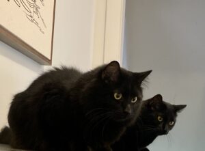 Two black cats look down from a table.