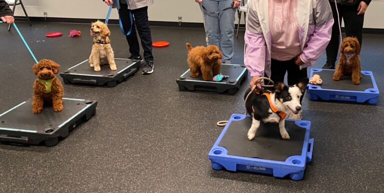 Five puppies sit on stands and face the camera during a training class.