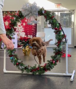 A small dog jumps through a Christmas wreathe hoop during training class.