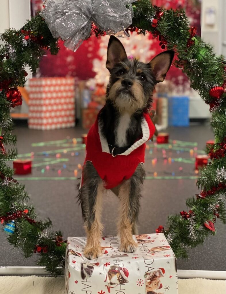 Close-up of a small, scruffy dog standing inside a Christmas wreathe.