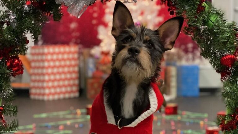 Close-up of a small, scruffy dog standing inside a Christmas wreathe.