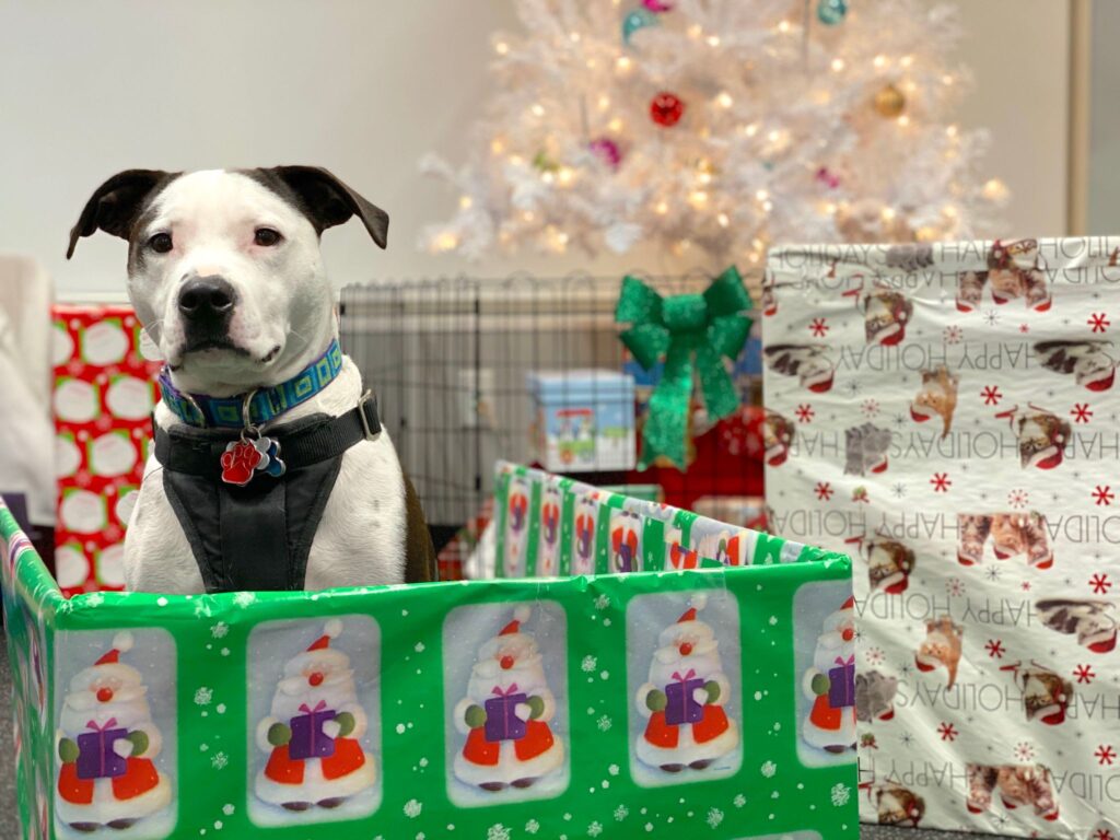 Close up of black and white dog sitting in a present box in front of Christmas tree.