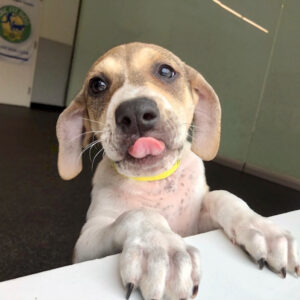 A puppy puts their paws on the counter with their tongue out.