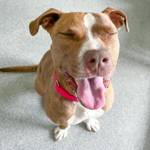 A brown and white dog smiles with their eyes closed and tongue out.