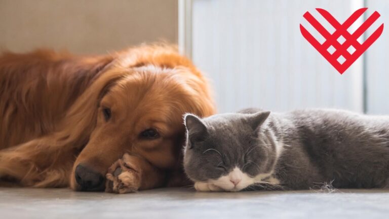 A dog and a cat lay on the floor snuggled up together with the Giving Tuesday logo over their heads.