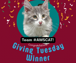 An AWS banner featuring a cute kitten as the winner of Giving Tuesday event.