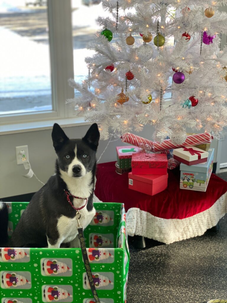 A black and white dog sits inside a present box in front of a Christmas tree.