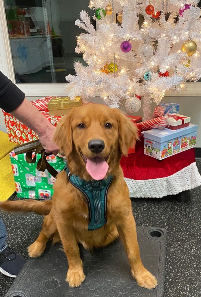 A young puppy sits in front of a Christmas tree in the training room