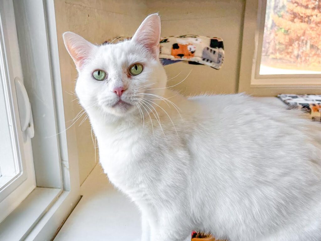 Close up of a white cat looking at the camera in front of a window.