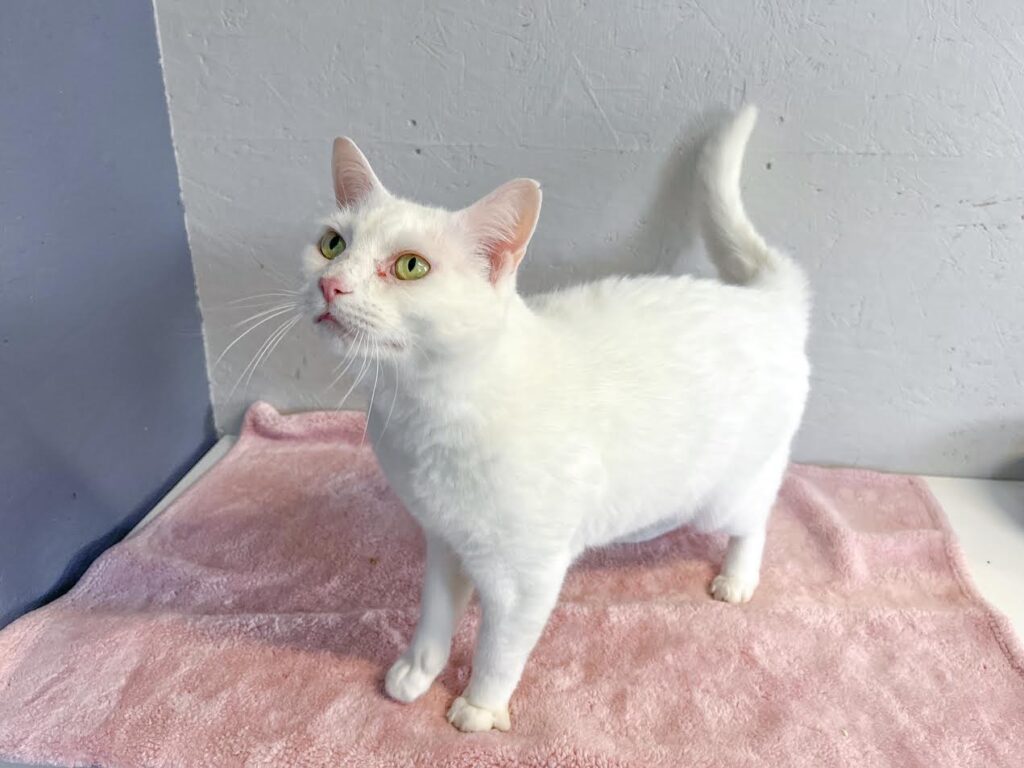 A pure white cat with green eyes stands on a pink blanket.